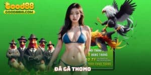 Đá Gà Thomo Good88